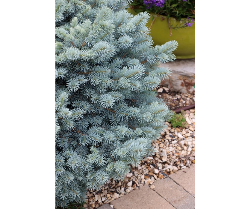 St. Mary's Blue Spruce